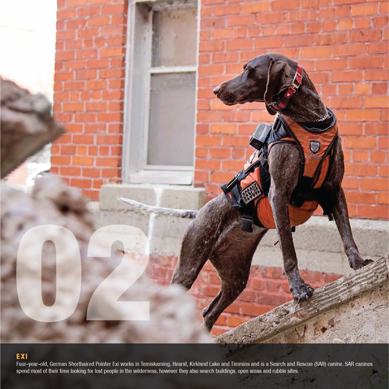 2021-Canine-Calendar_-02