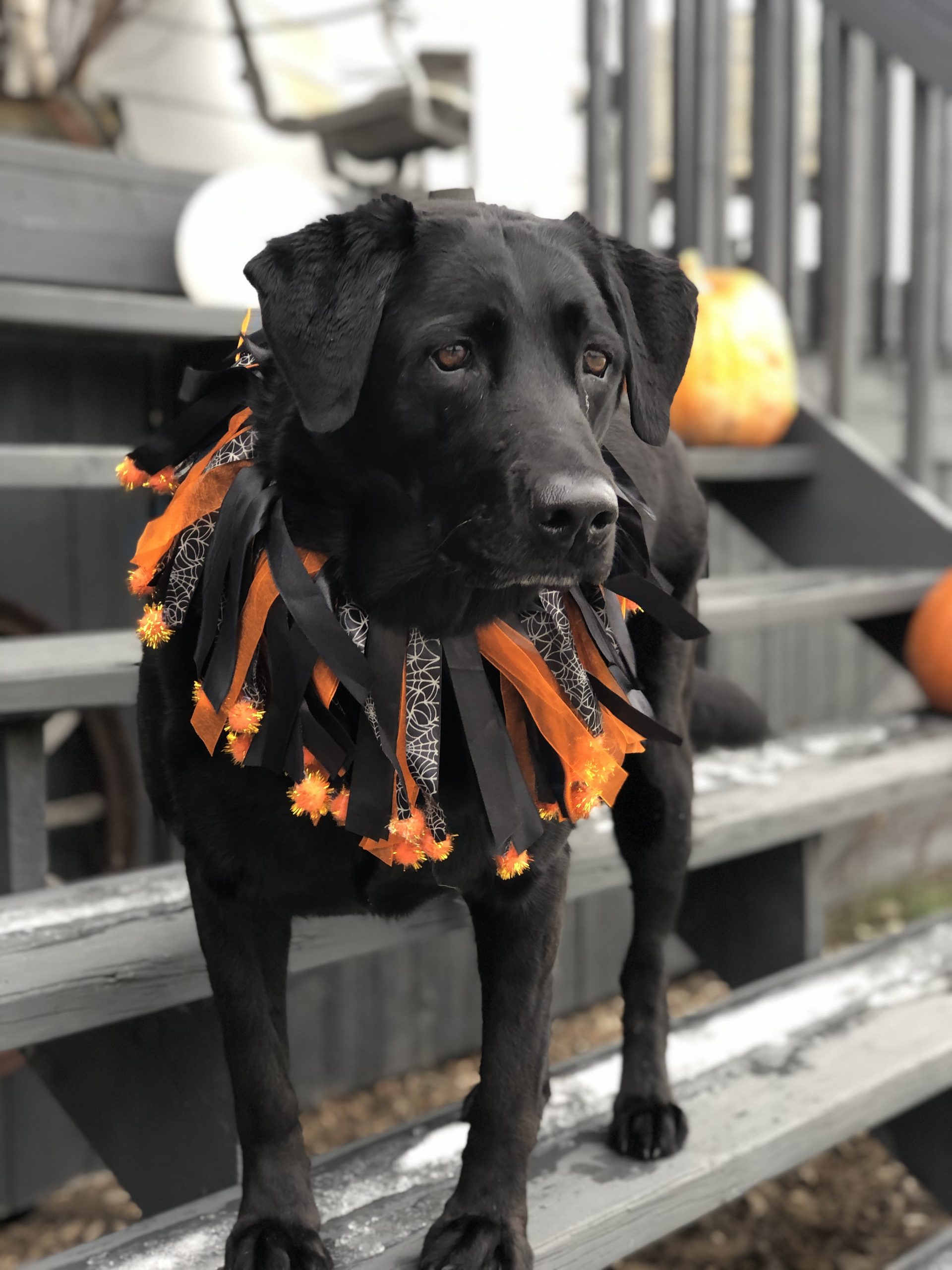 BOO-itful beasts