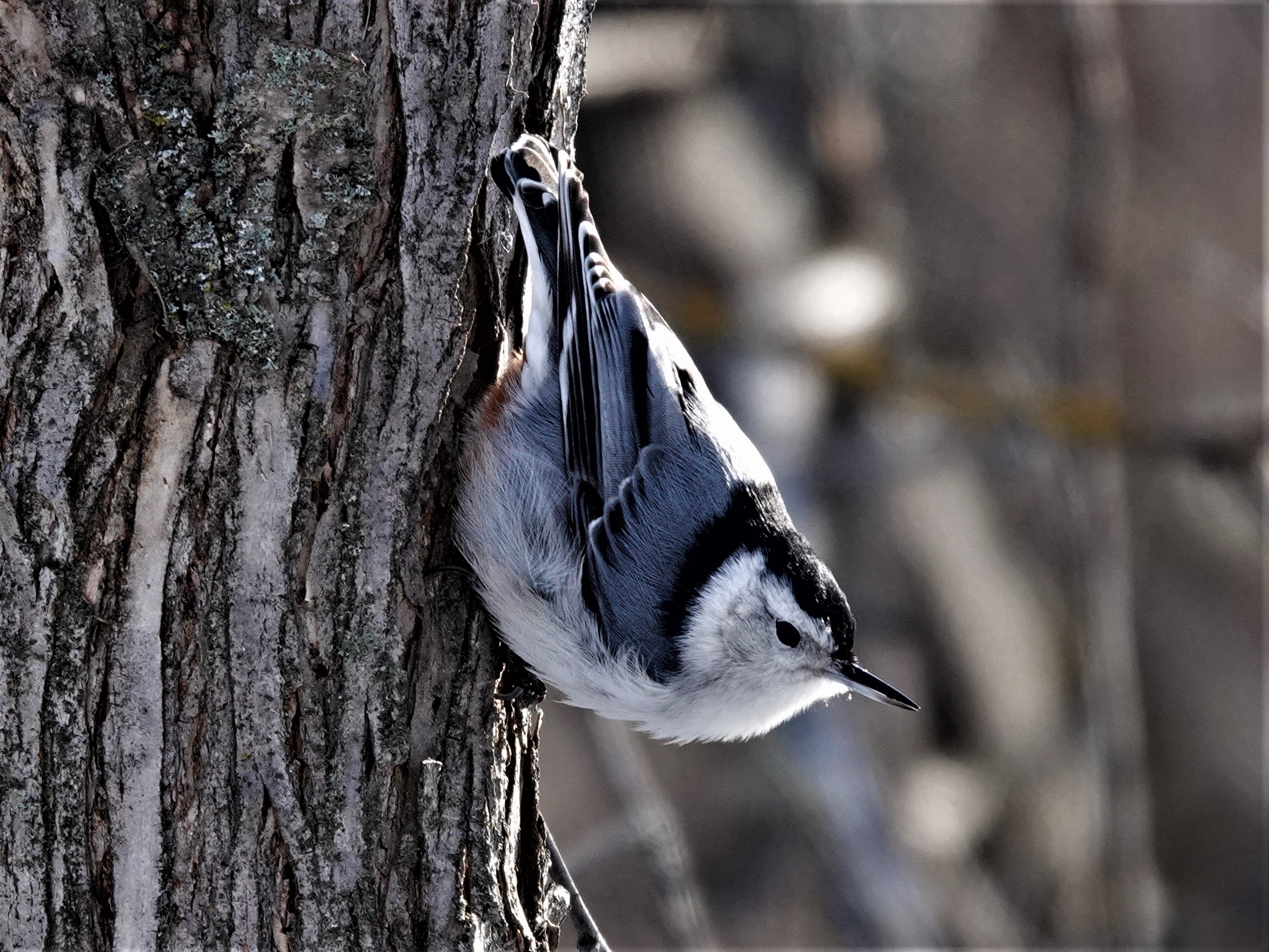 Annual count takes flight