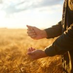 Agriculture - farming grain