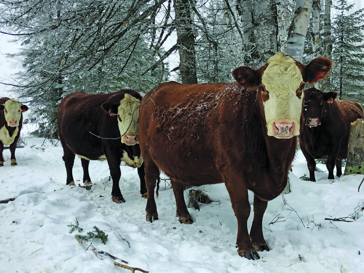 Herd of the lockdown?