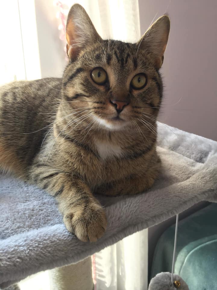 Sending some love to cats