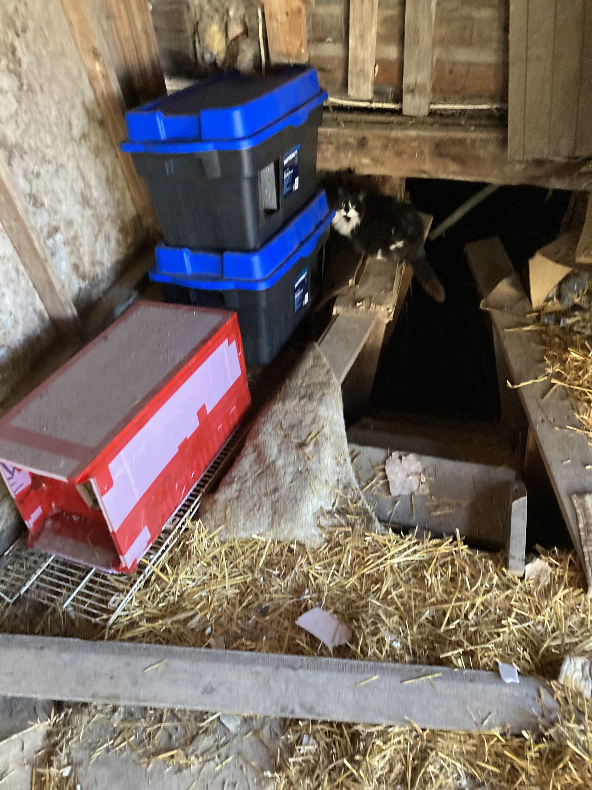 Best for Kitty busy rehoming feral colony