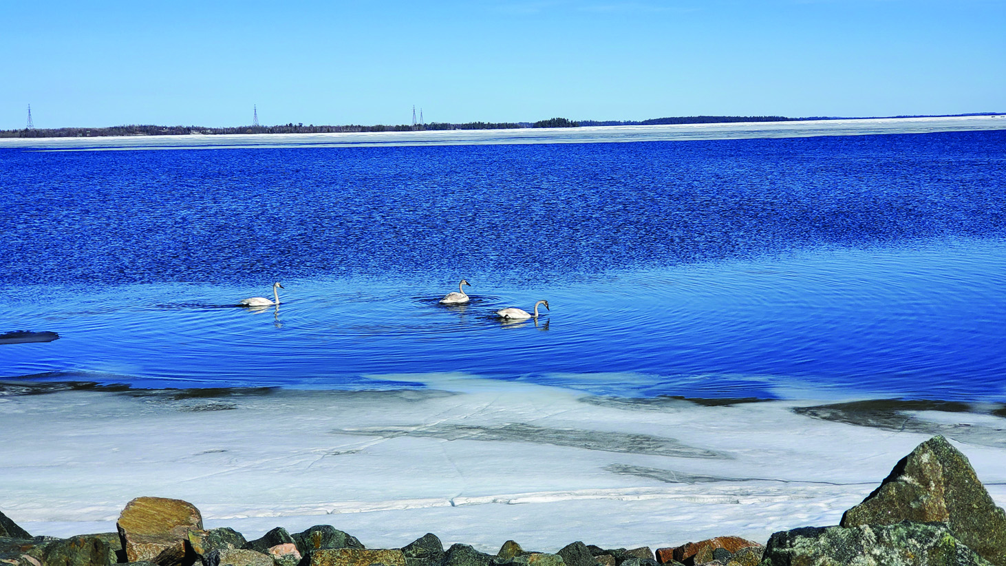 Return of the swans