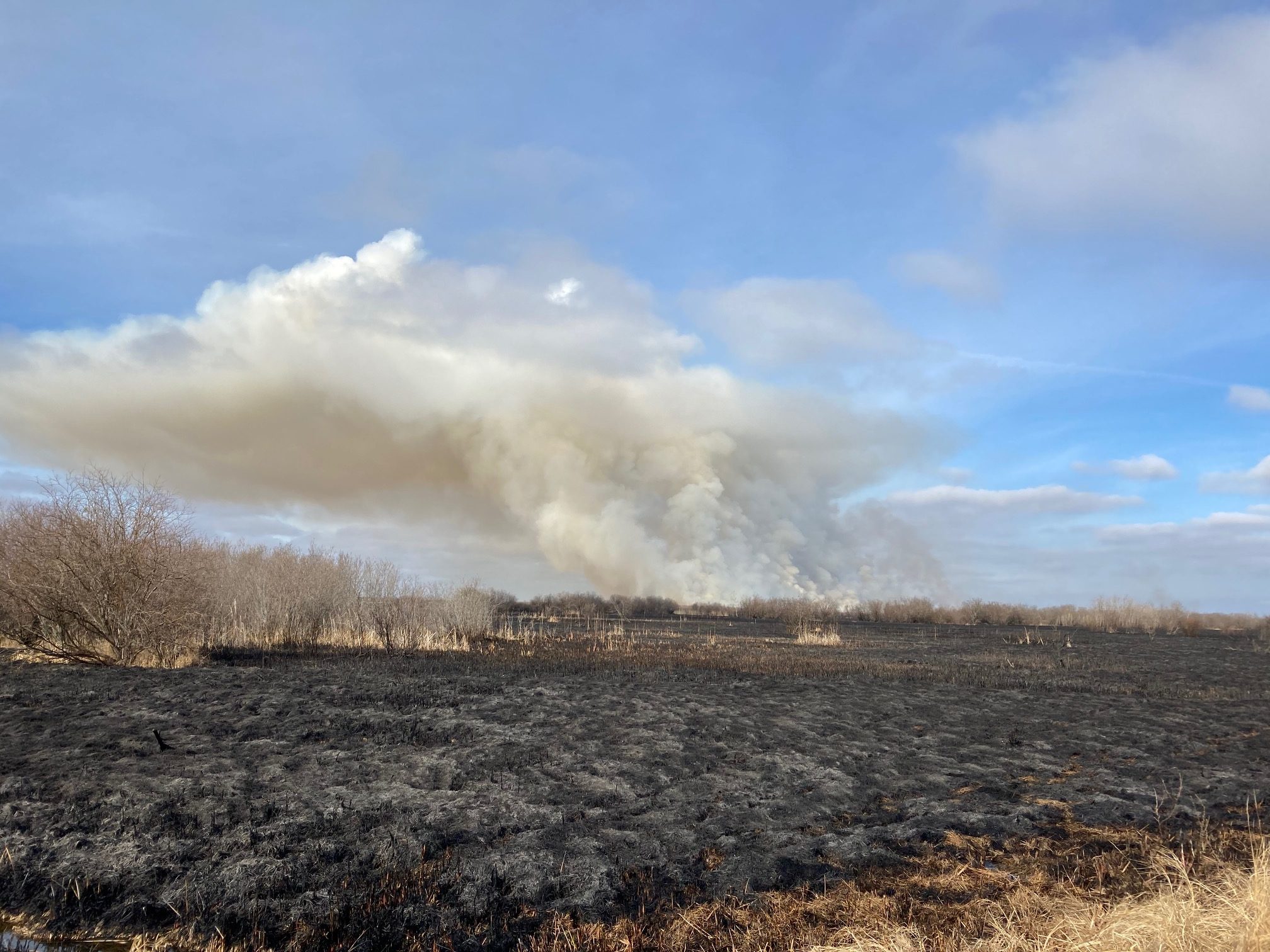 Dawson wildfire engulfs more than 500 hectares of grassland, swamp