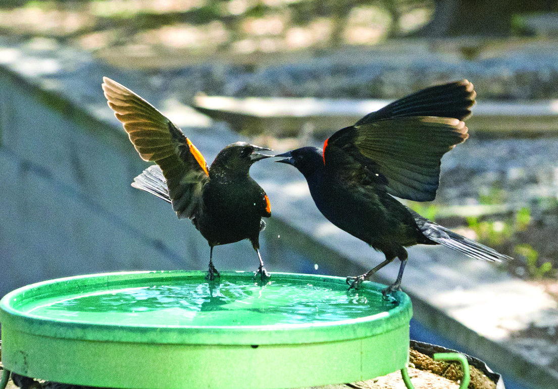 Back off! Get your own birdbath!