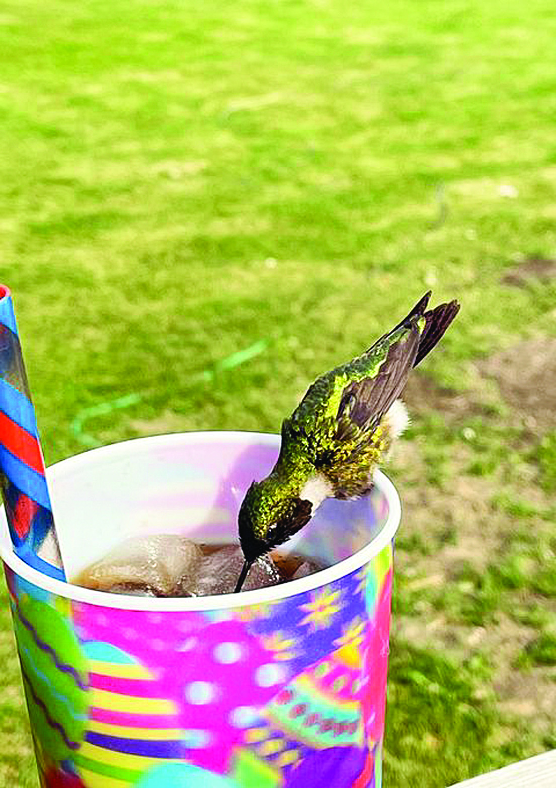 Hummingbird BFF