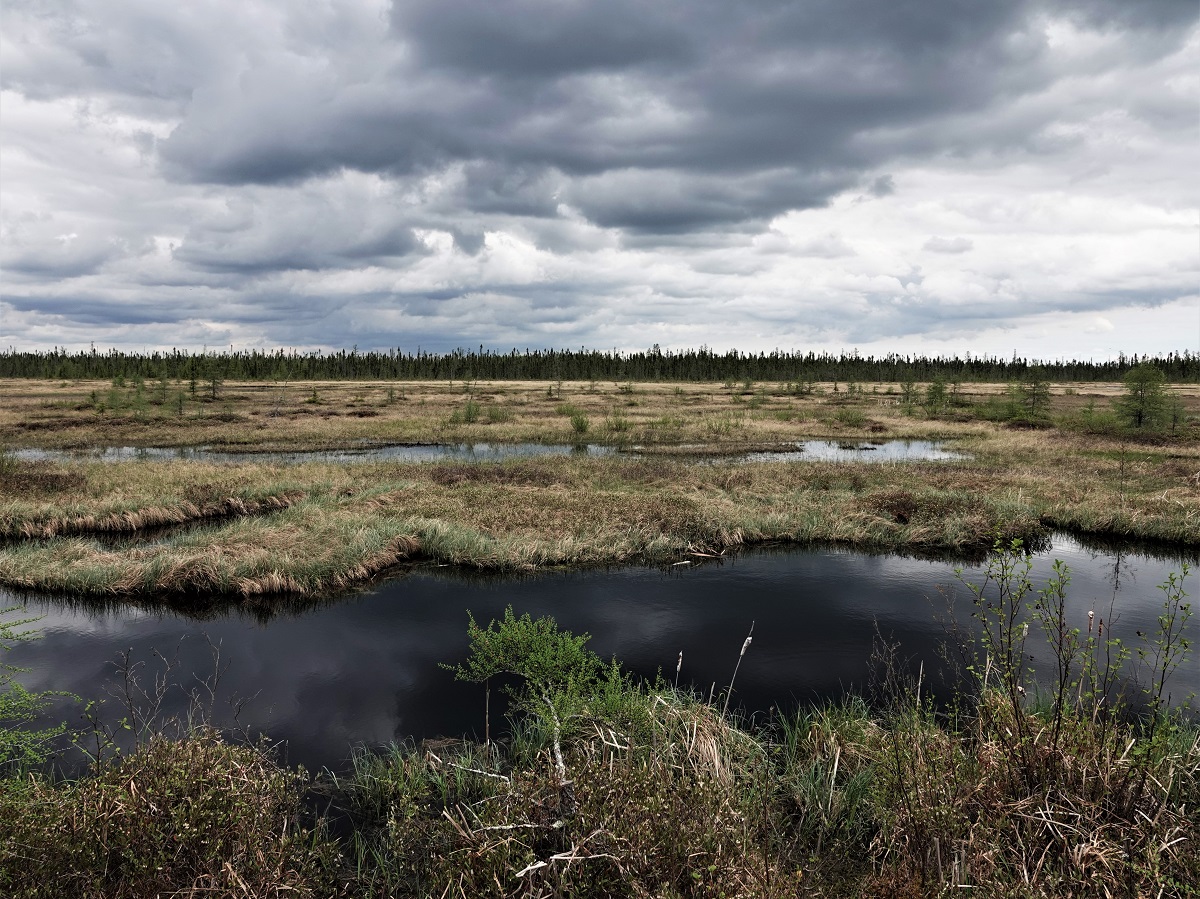 Mosses, Bogs and the Carbon Conundrum
