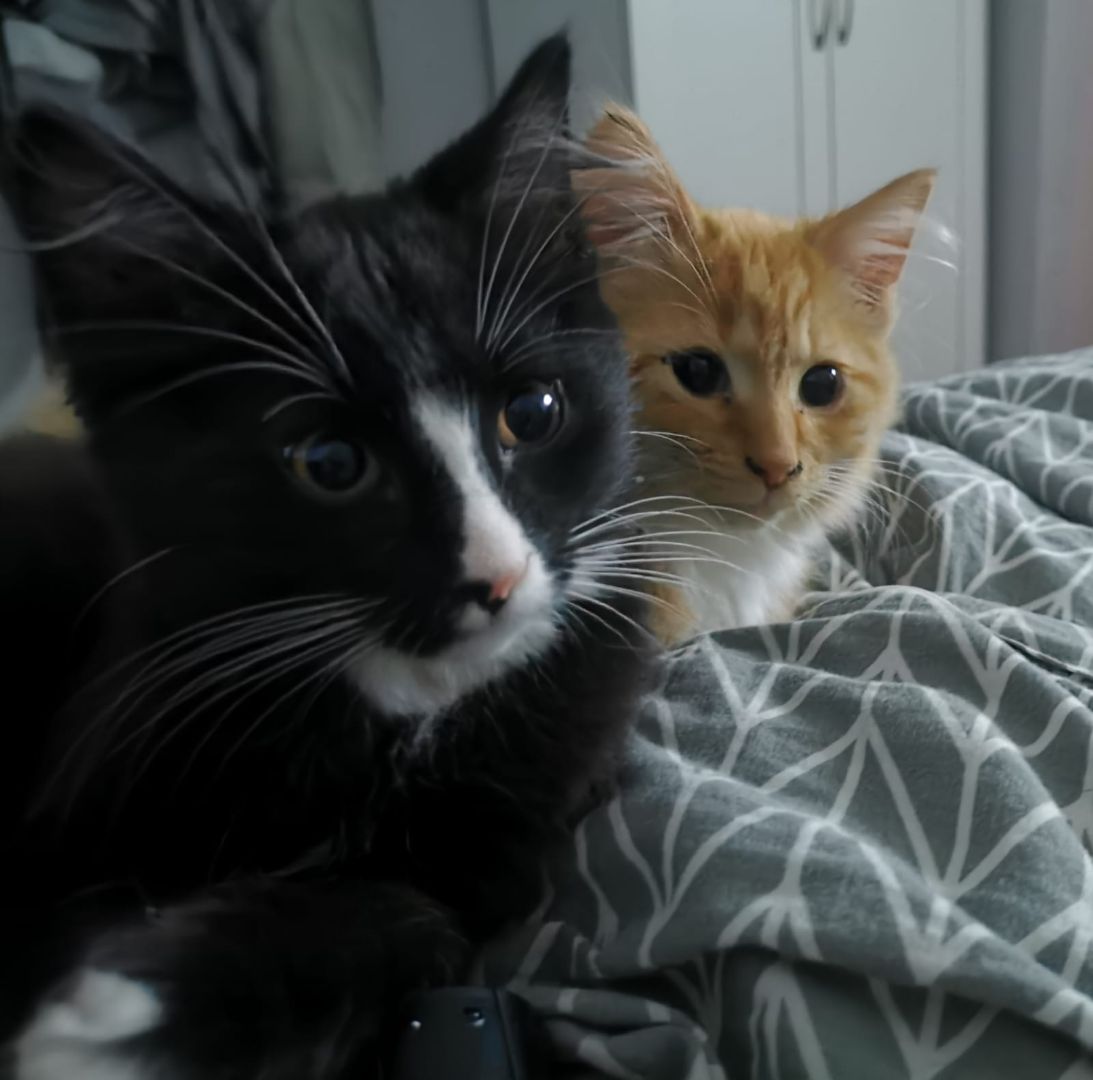 Pet of the week – Tanger and Bootsie