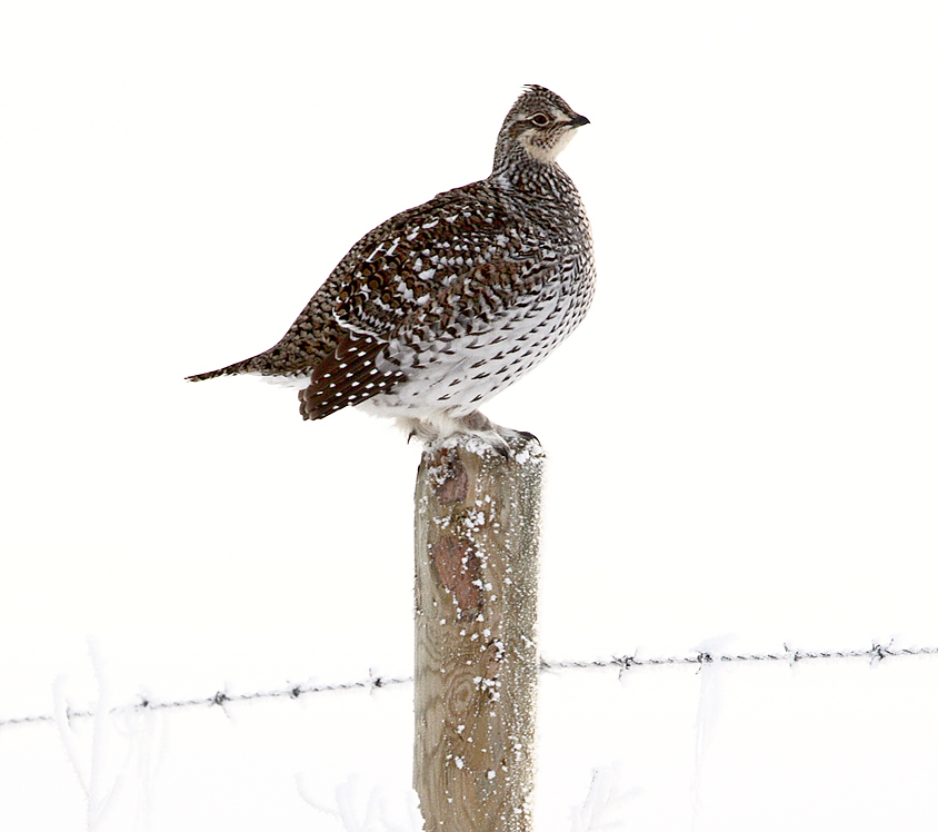 Warmth triggers earlier bird migration