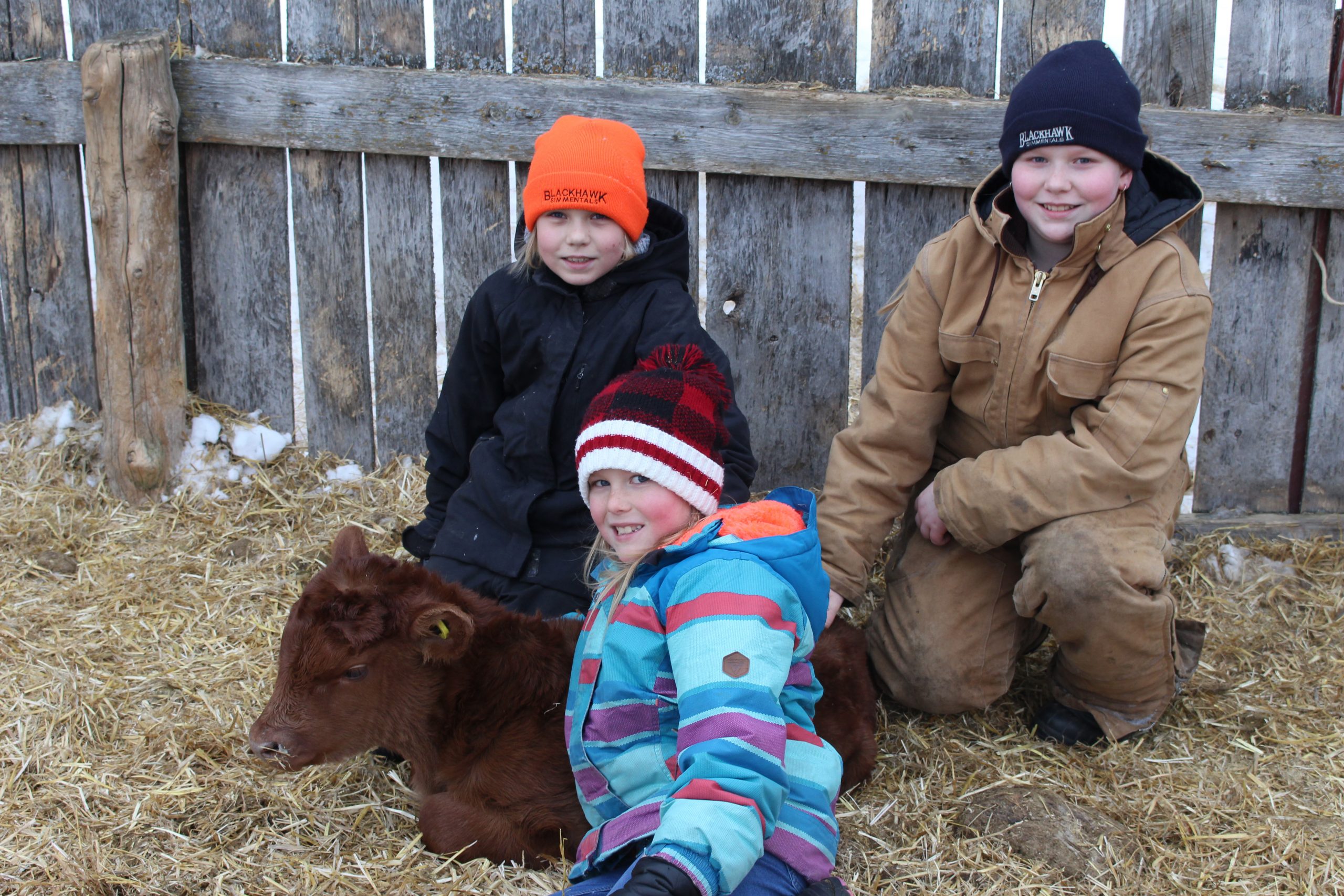 A new generation of calves welcomed at Teeple farm