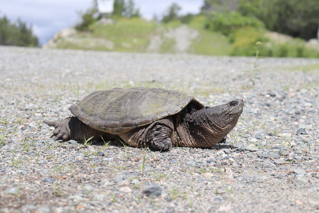Be turtle aware on our highways