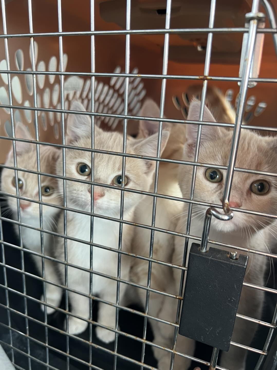 Saving lives, one rescue at a time