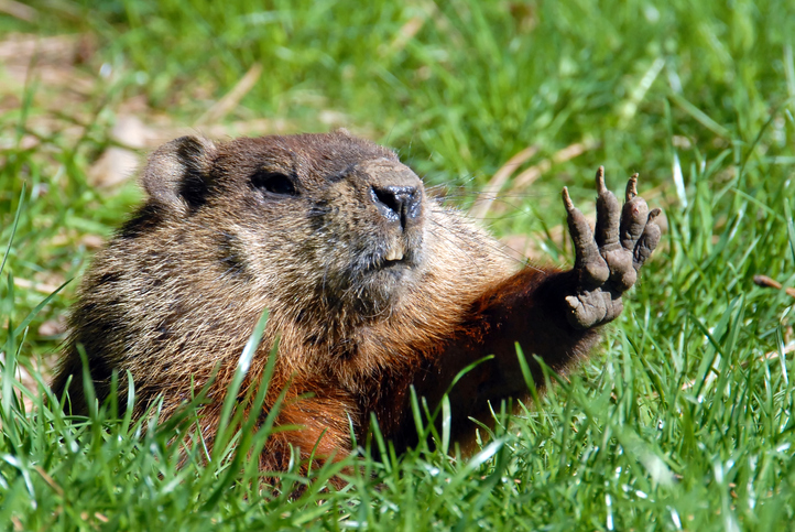 Groundhog Day: Fred is dead in Quebec, Willie and Sam at odds over spring’s arrival
