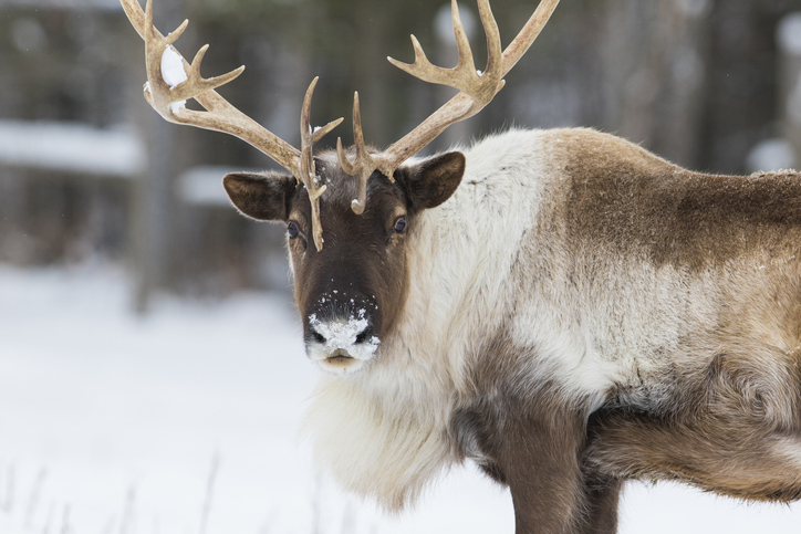 Ontario not effectively protecting boreal caribou habitat: federal minister