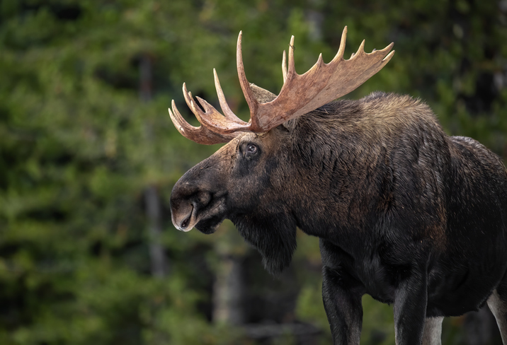 Mineral licks may be to blame for deer infecting moose with deadly parasite