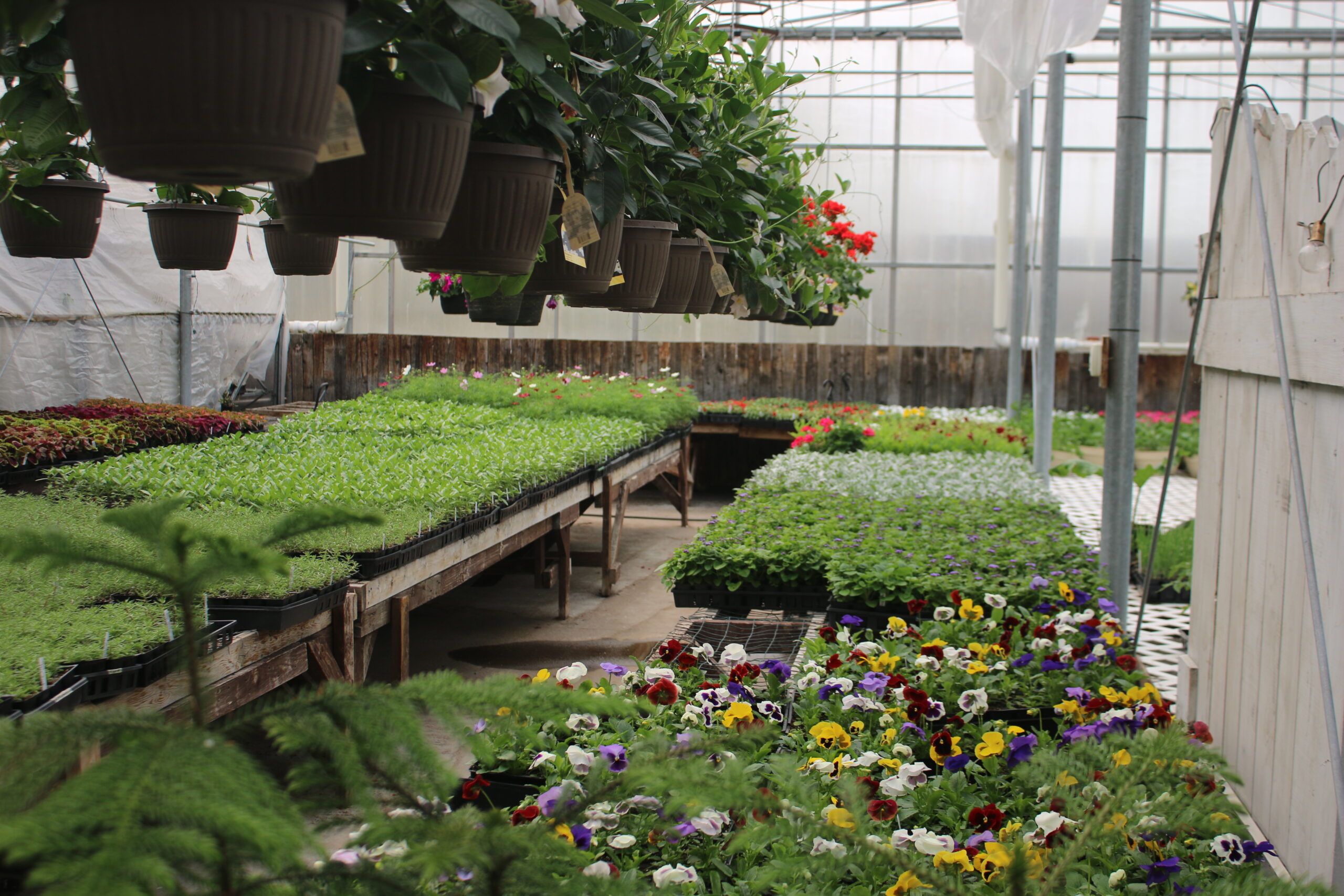 Green thumb pointers to help your gardens thrive