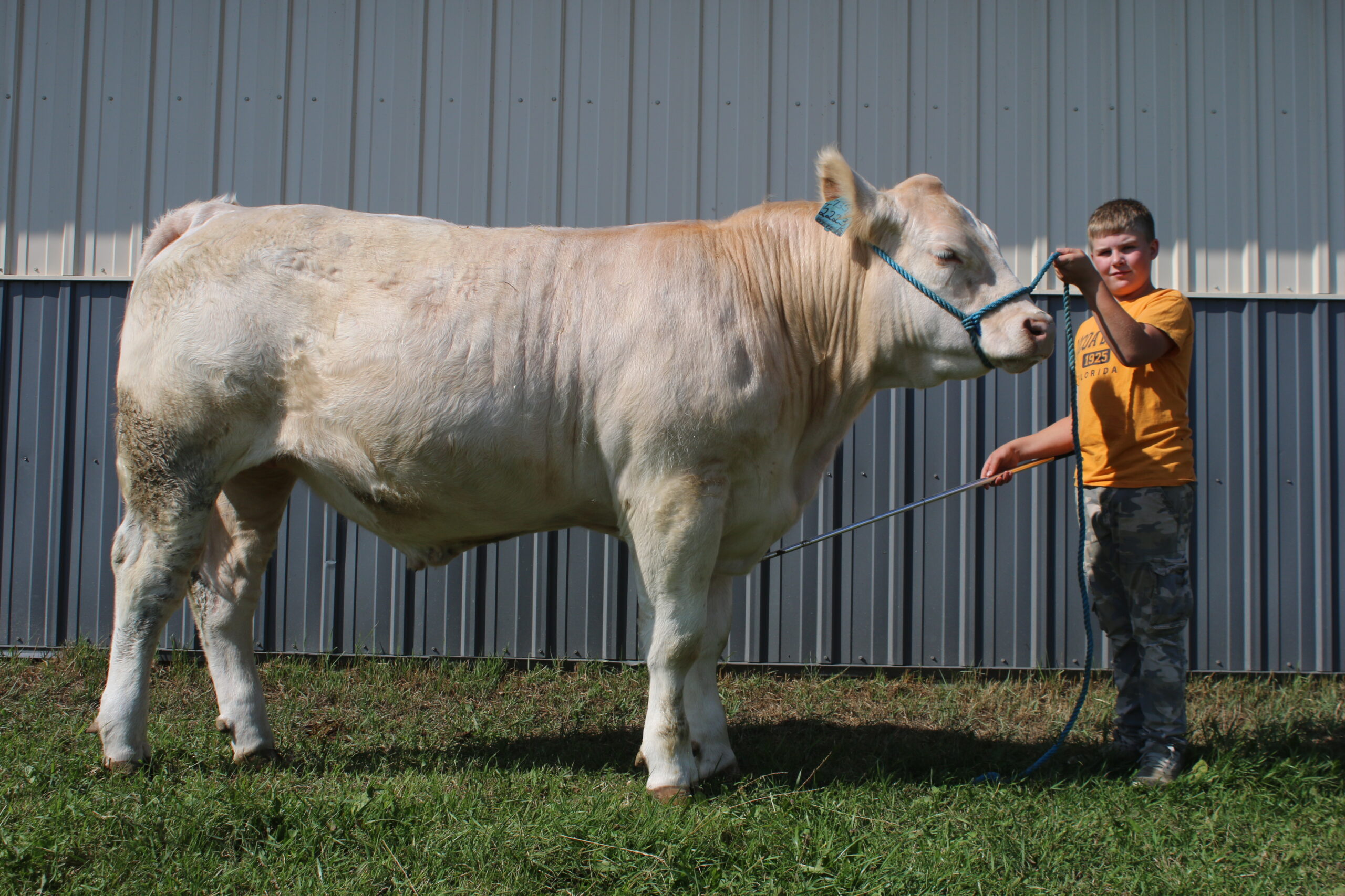 Chartier boys looking forward to showing cattle at the Emo Fair
