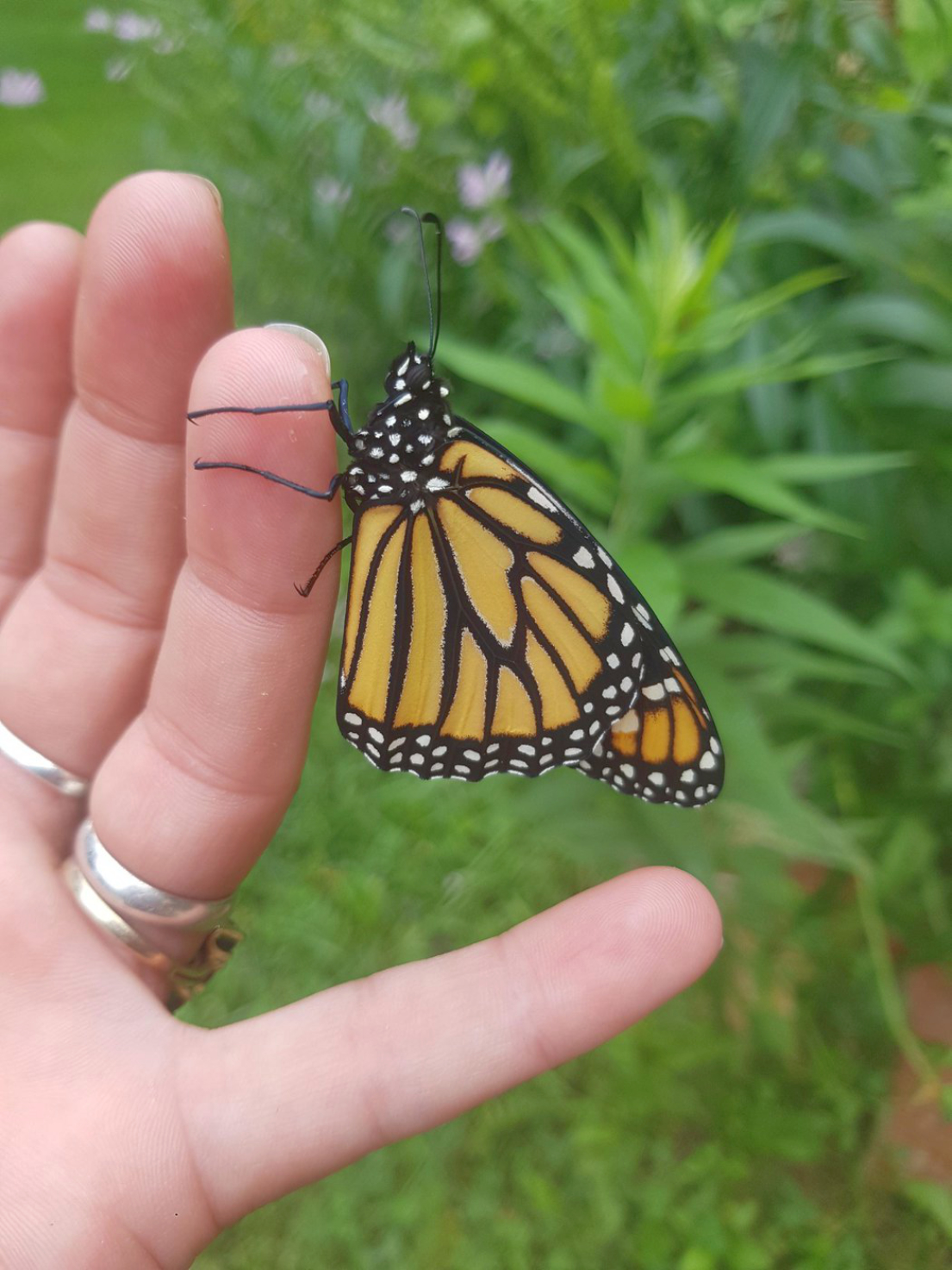 New study looks at ways to increase monarch butterfly population