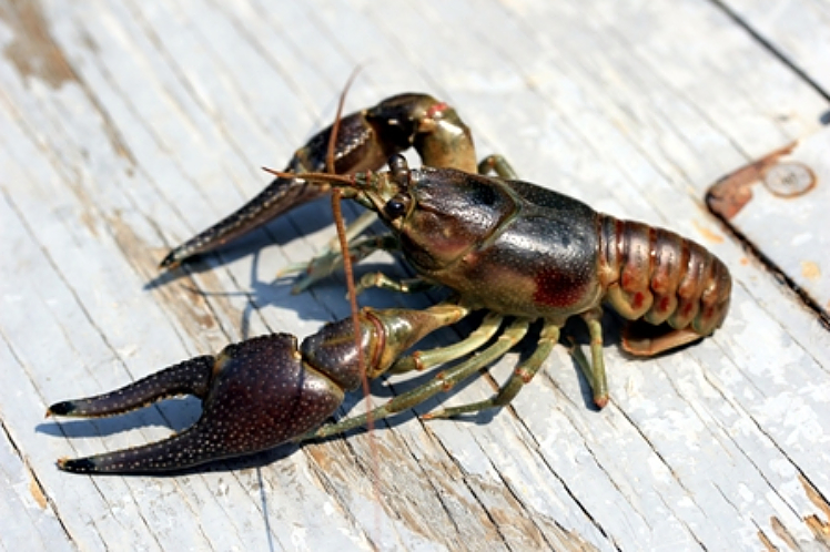 Ontario adding 10 new species to Invasive Species Act