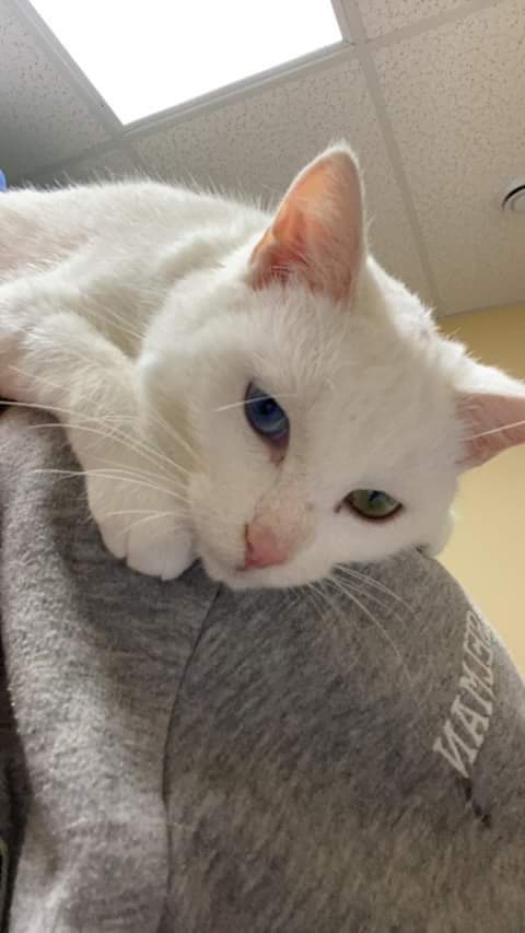 Best for Kitty welcomes new year with new website
