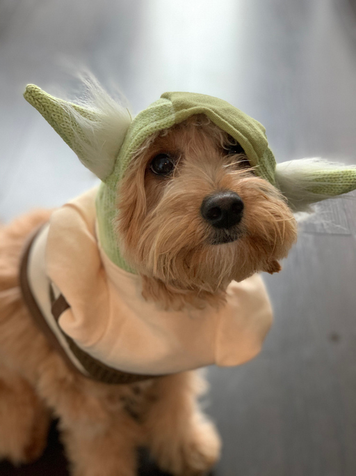 May the 21st Be With You: Celebrating Talk Like Yoda Day