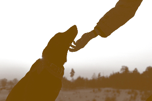 Dogs can contract Lyme disease, here’s what you should know