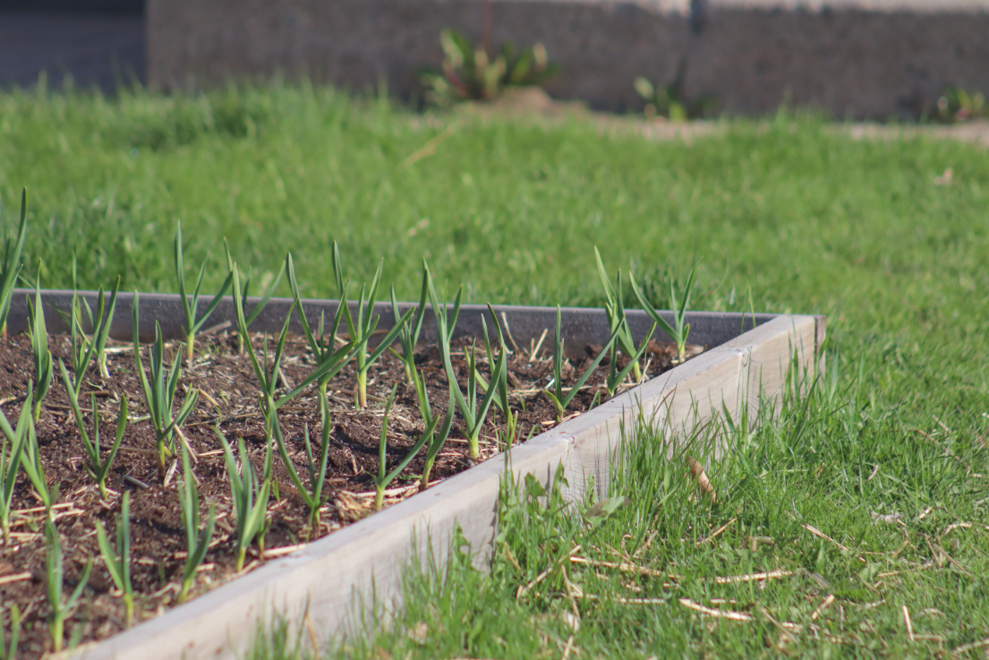 Keep the chemicals out of your garden with alternative weed and pest control tips