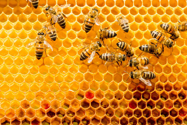 Support rising for eligible beekeepers