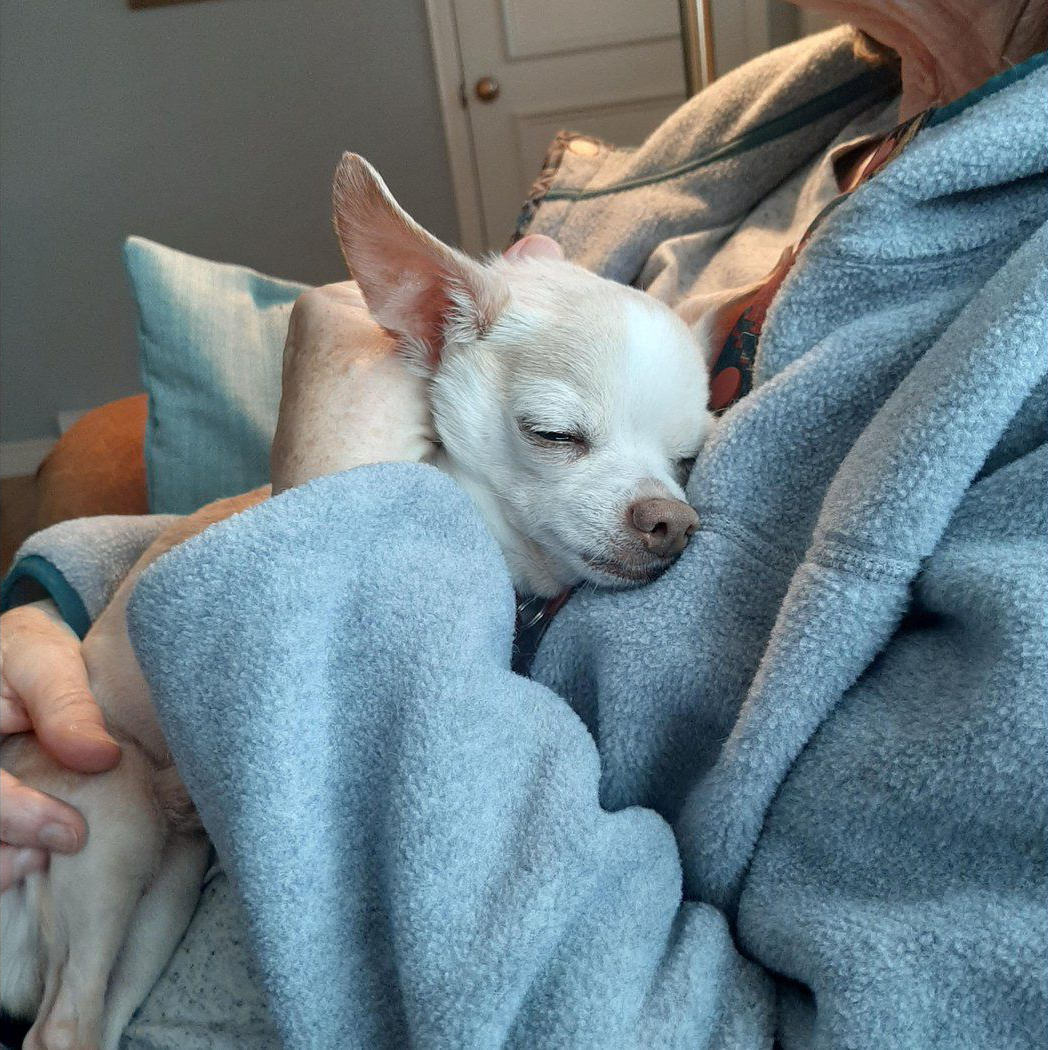 Older you, older pooch: ElderDog may be for you