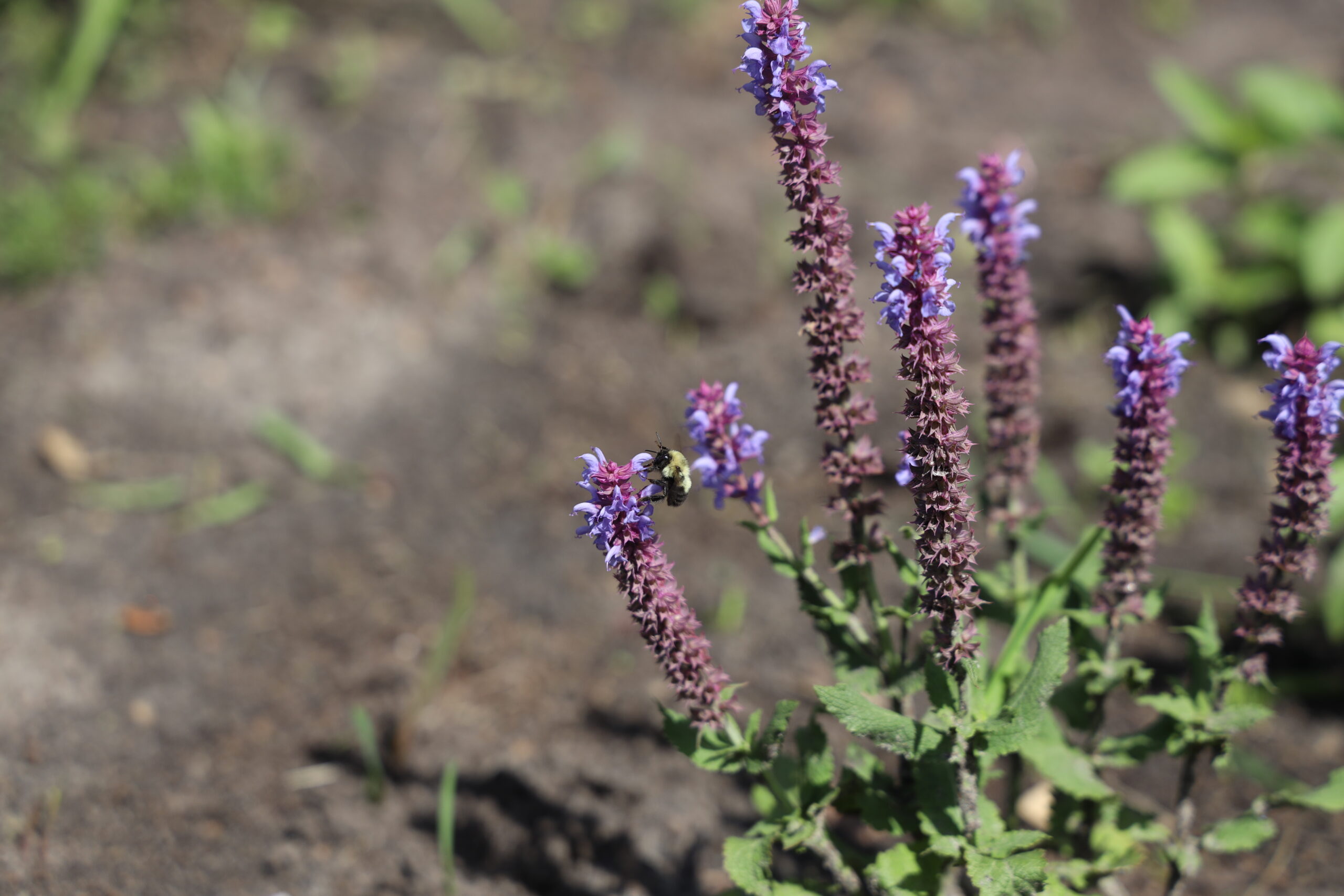 Native plant garden hopes to provide place of refuge for pollinators at public library site