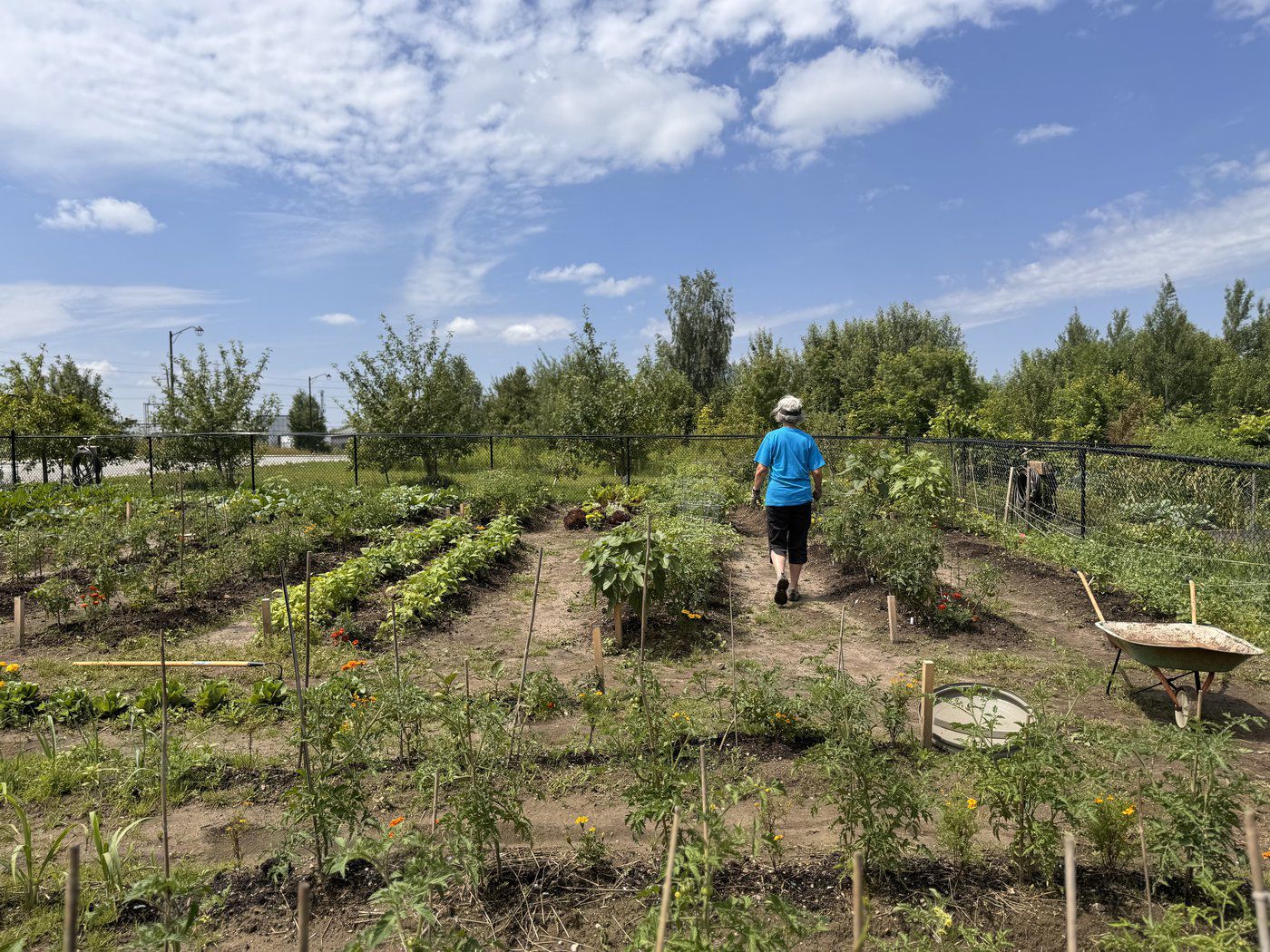 ‘Food should be everywhere’: Orangeville Food Bank brings garden fresh food to the community