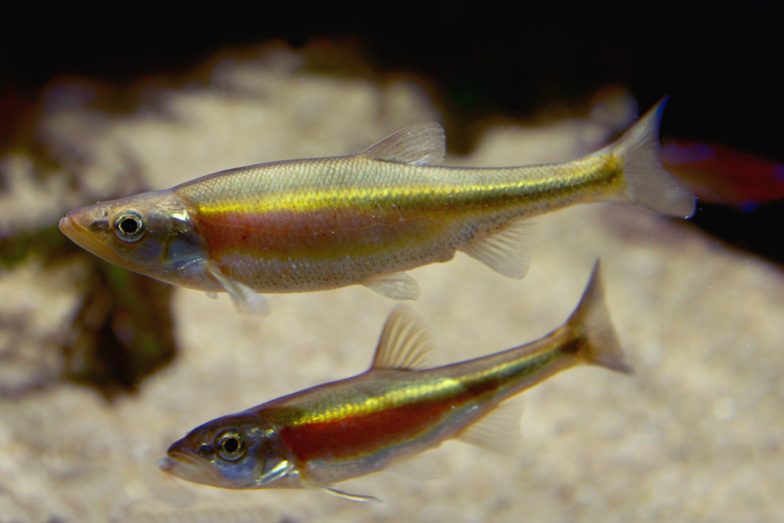 An endangered minnow lives in the path of Ford’s Highway 413 — and it just got federal protection