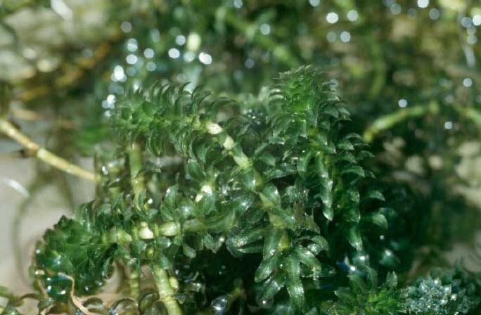 Hydrilla, invasive aquatic plant, detected for first time in Ontario at Hillman Marsh