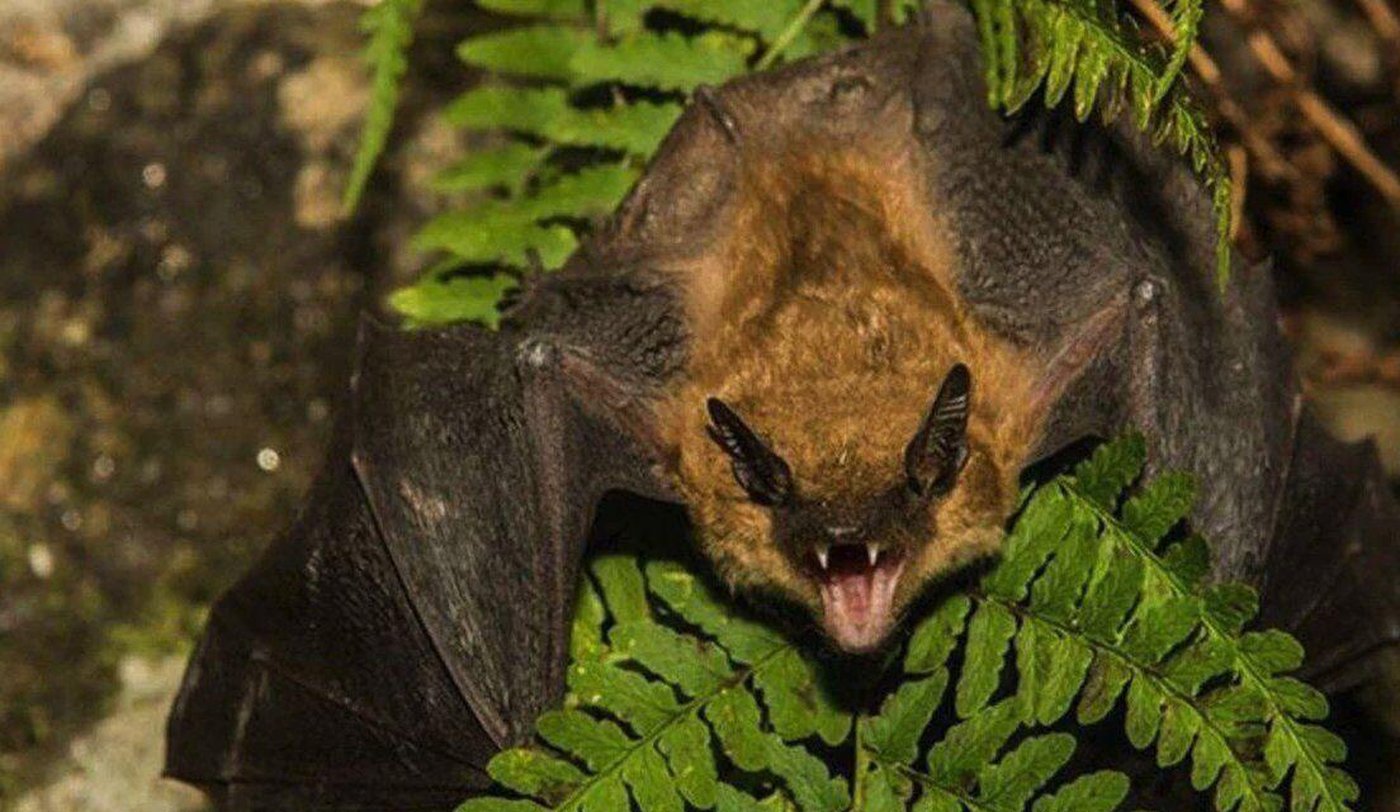 Rabies in humans: How is it contracted, when to get help, and other key questions answered