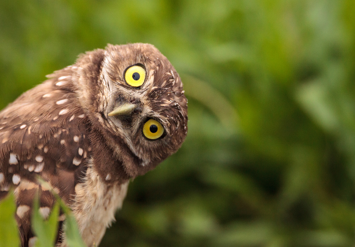 Grassland bird population declined 70 per cent in past 50 years
