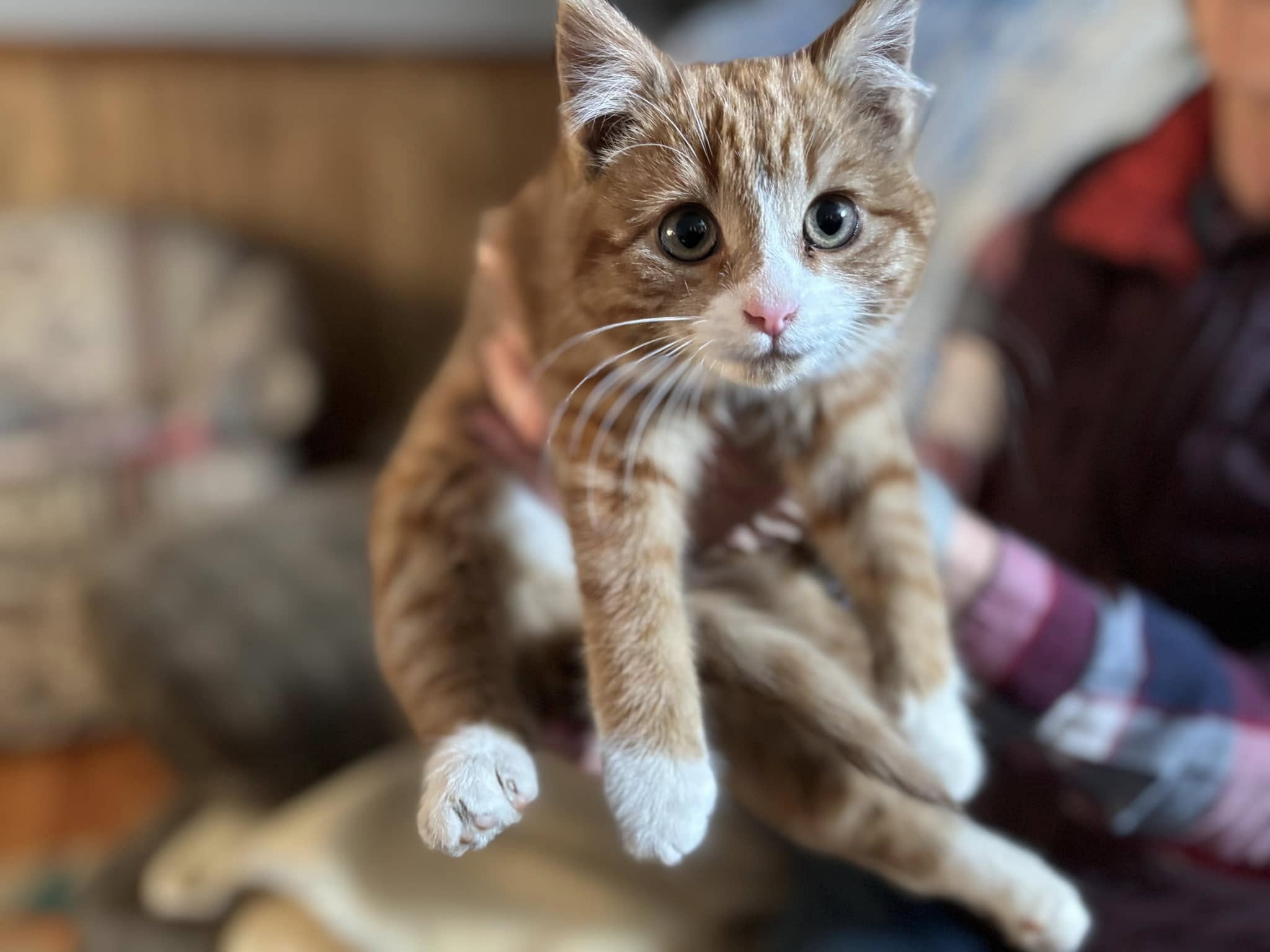 Home for the holidays