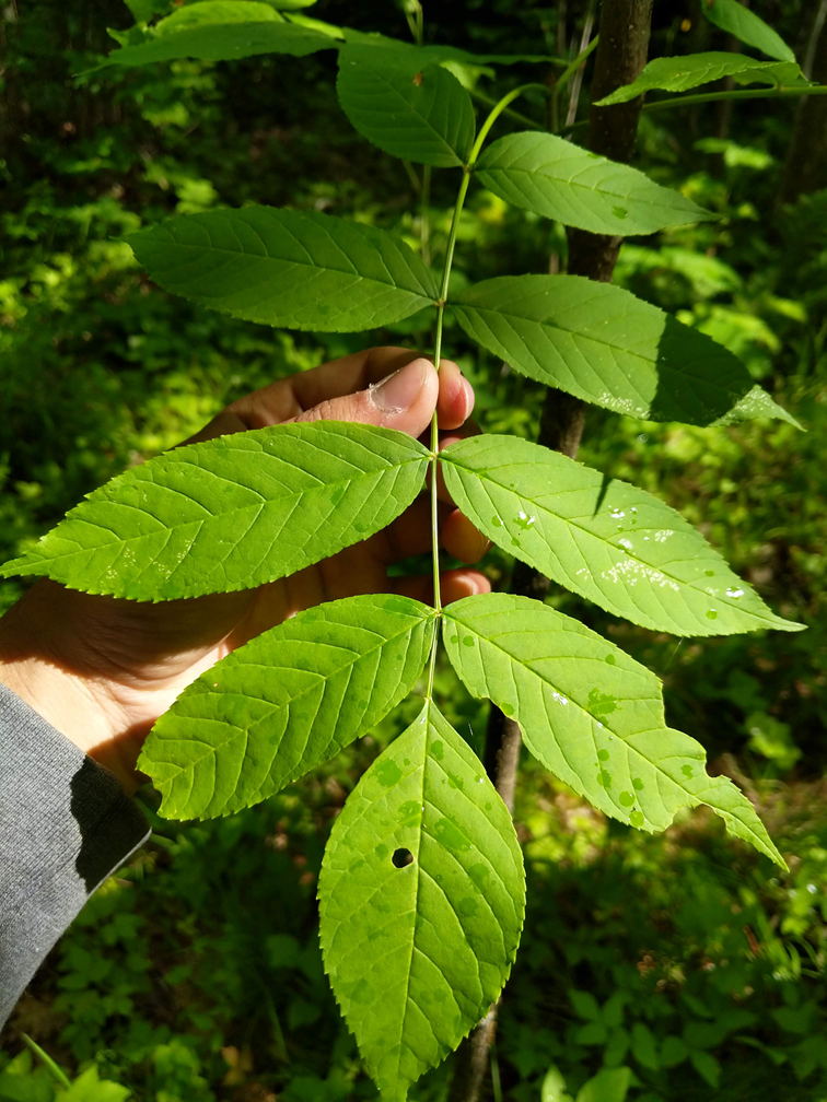 Invasive Species Centre Launches Project to Help Protect Ash Species in Ontario