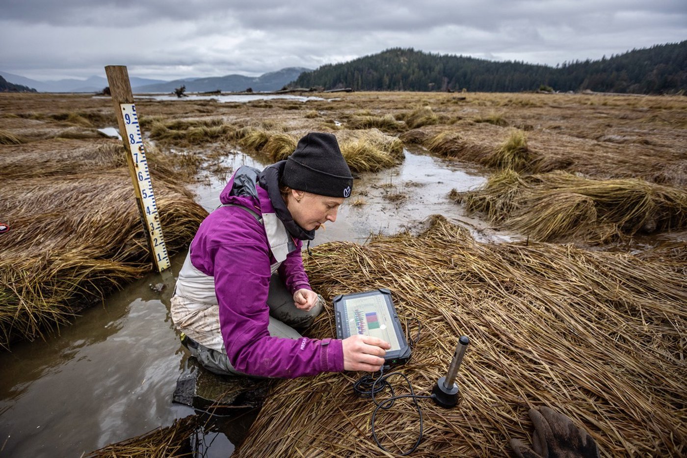 The West Coast’s tidal swamps are supercharged carbon sinks