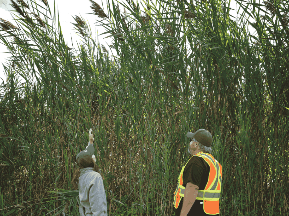 Funding the battle against invasive species