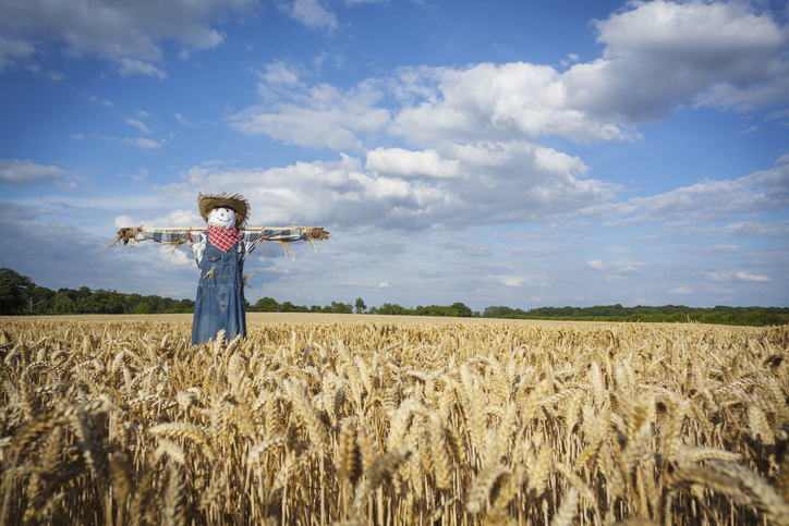 Birds can catch on to reality of scarecrows: expert