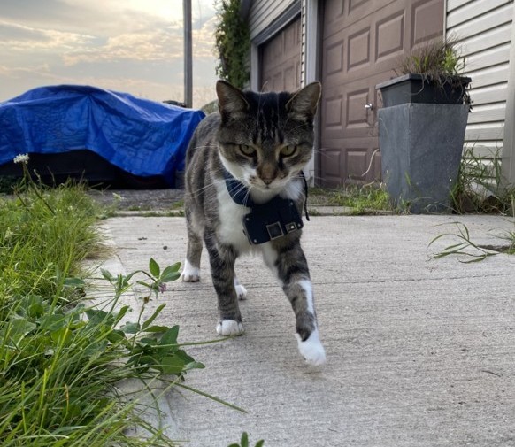 Outdoor cats kill 60 million birds in Canada each year, study finds