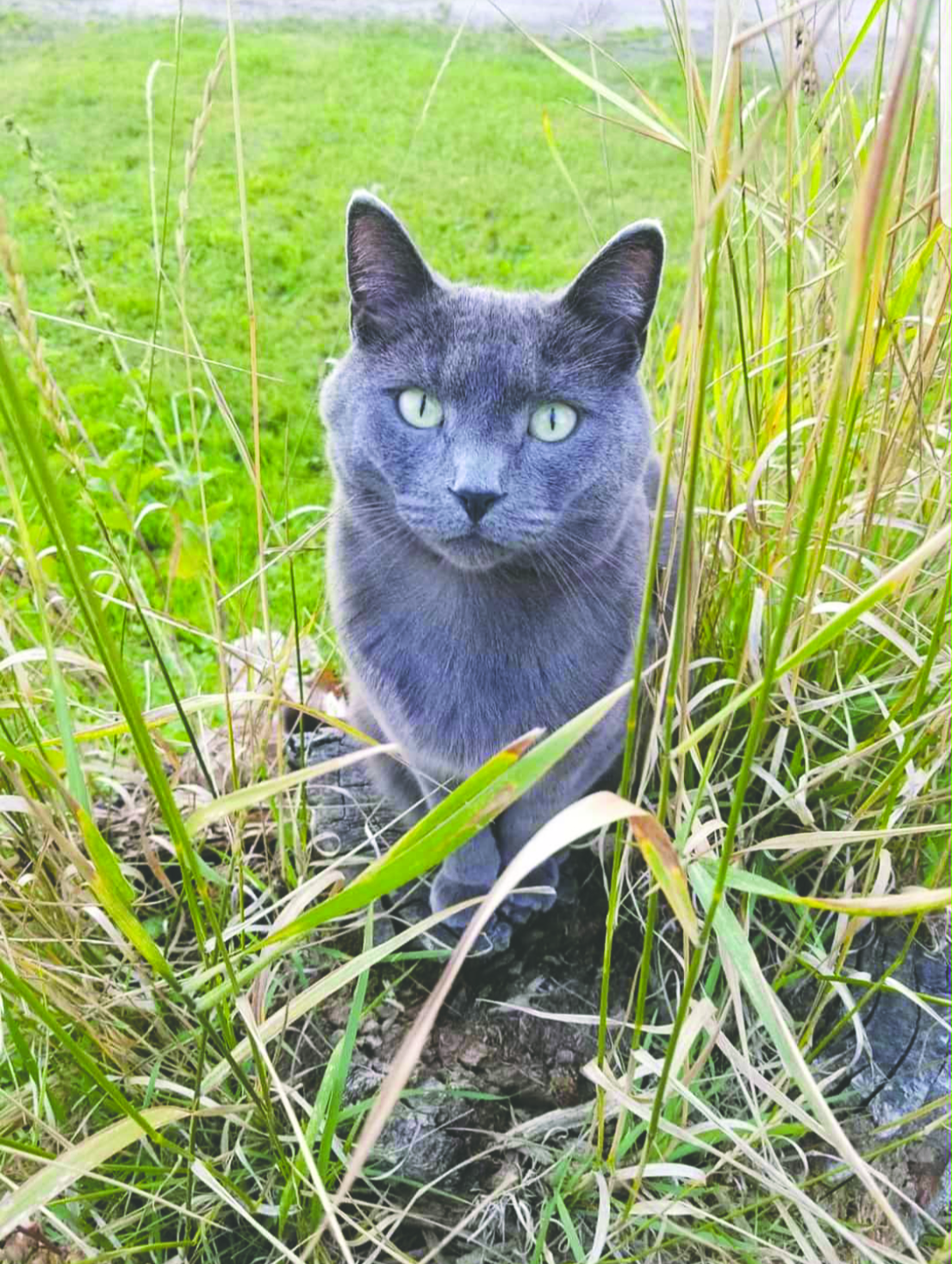 Atikokan woman reunited with missing cat after mistaken identity landed him in Fort Frances