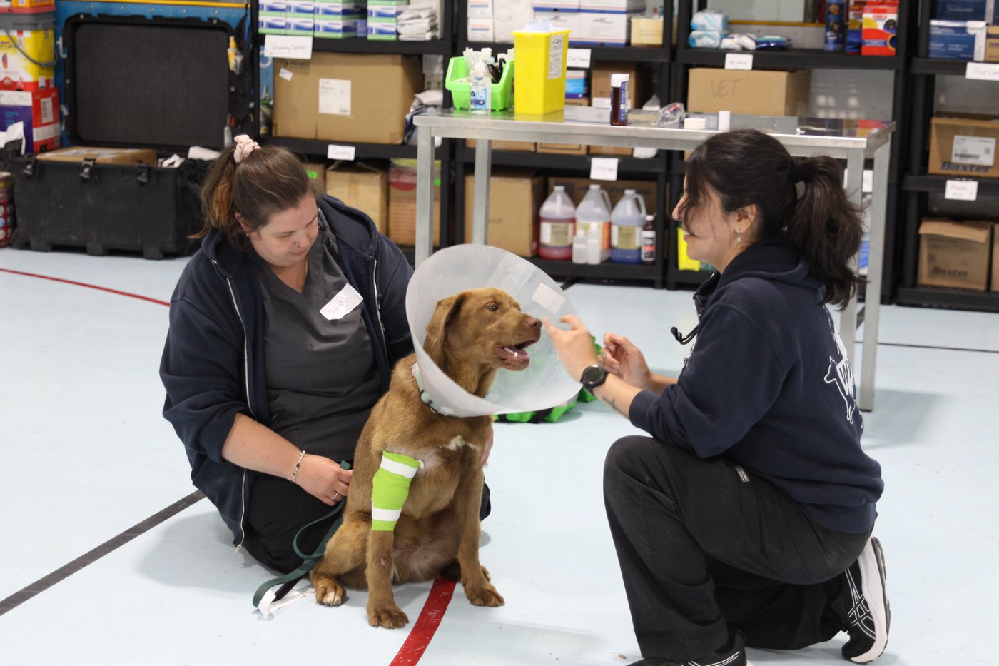 25 pets saved in rescue missions to wildfire-ravaged Whitesand and Armstrong