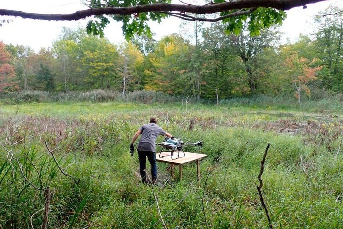 Drones a powerhouse for phragmites removal