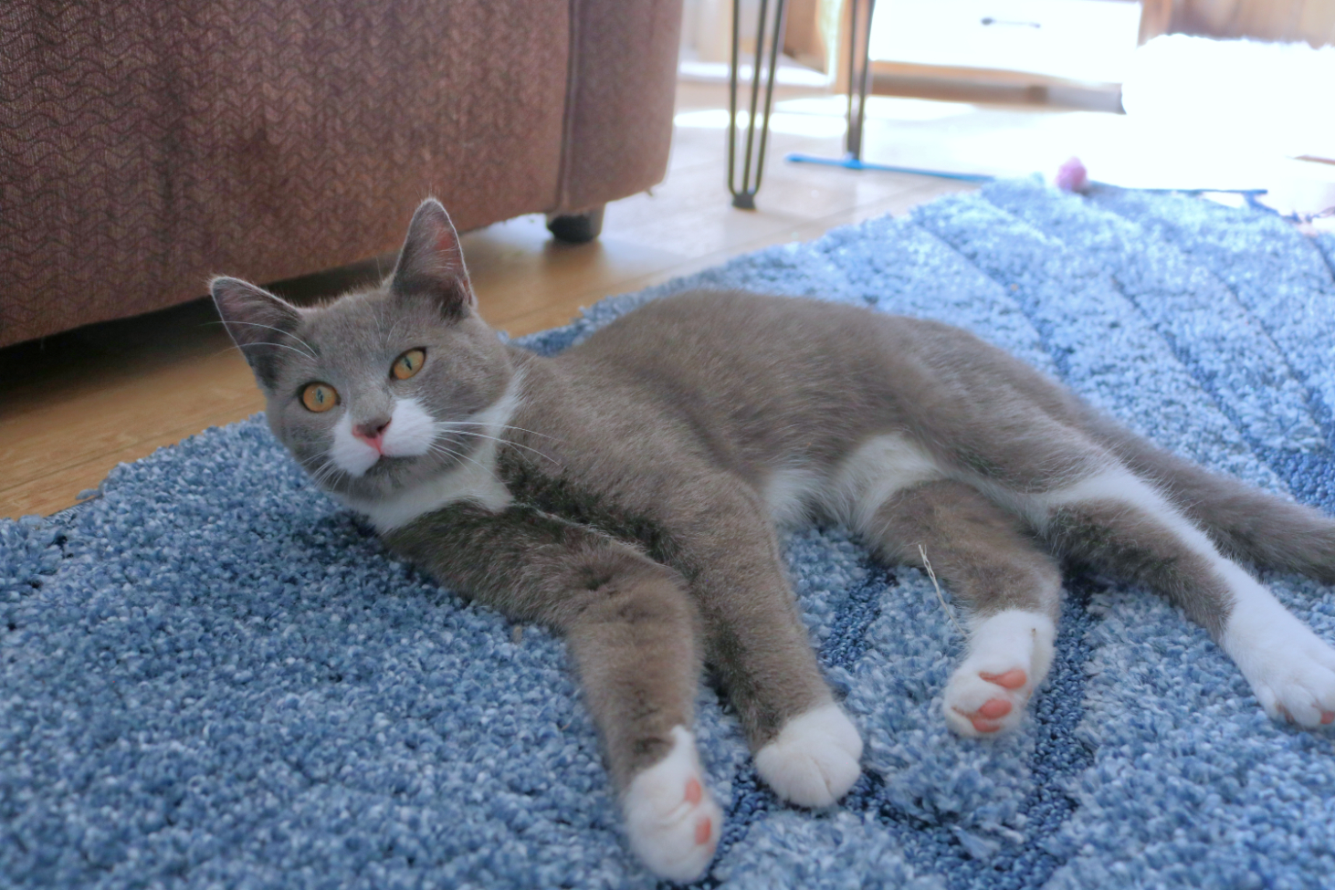 Community kindness always helpful to Best for Kitty