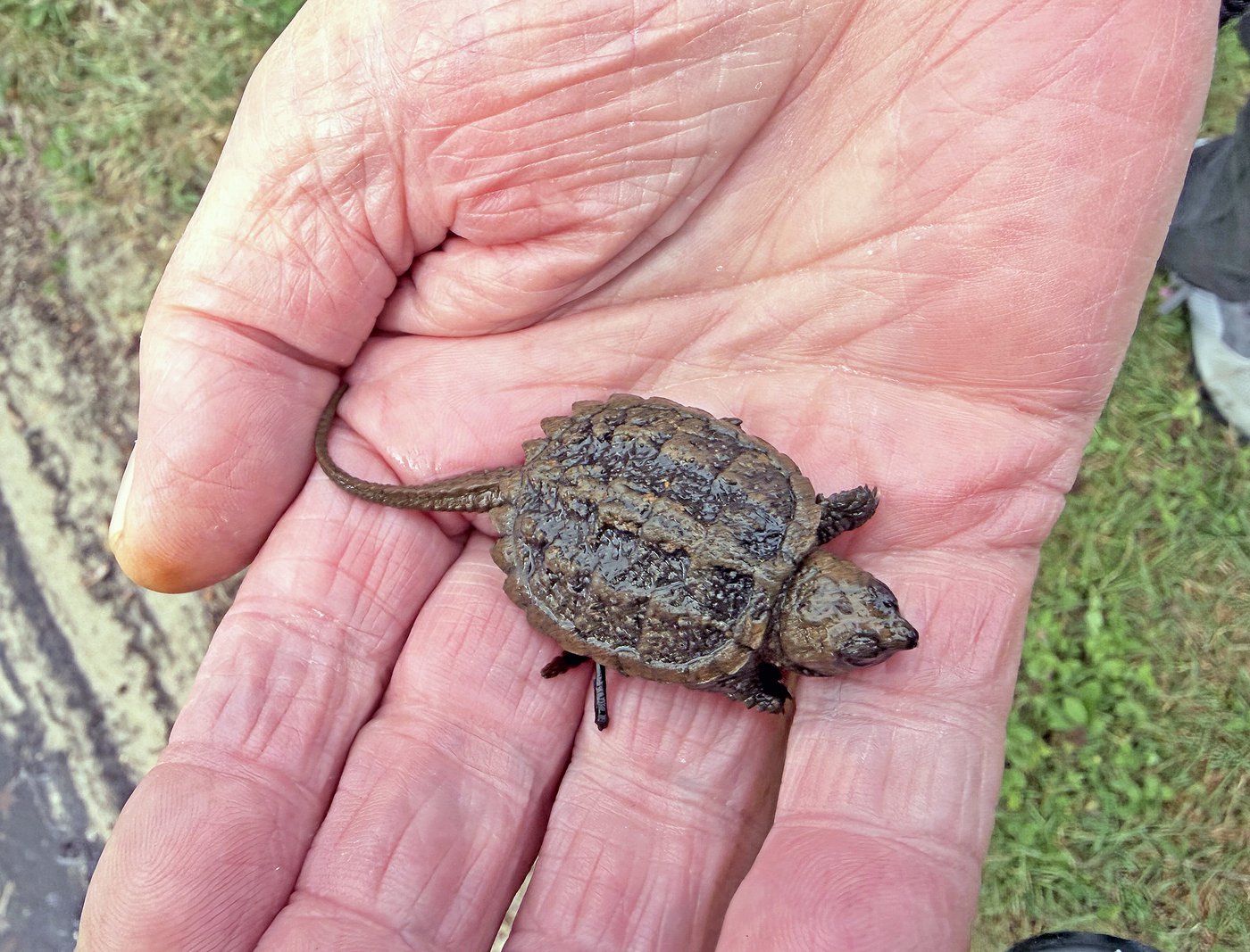 Eyes out: snapping turtle hatchlings emerging